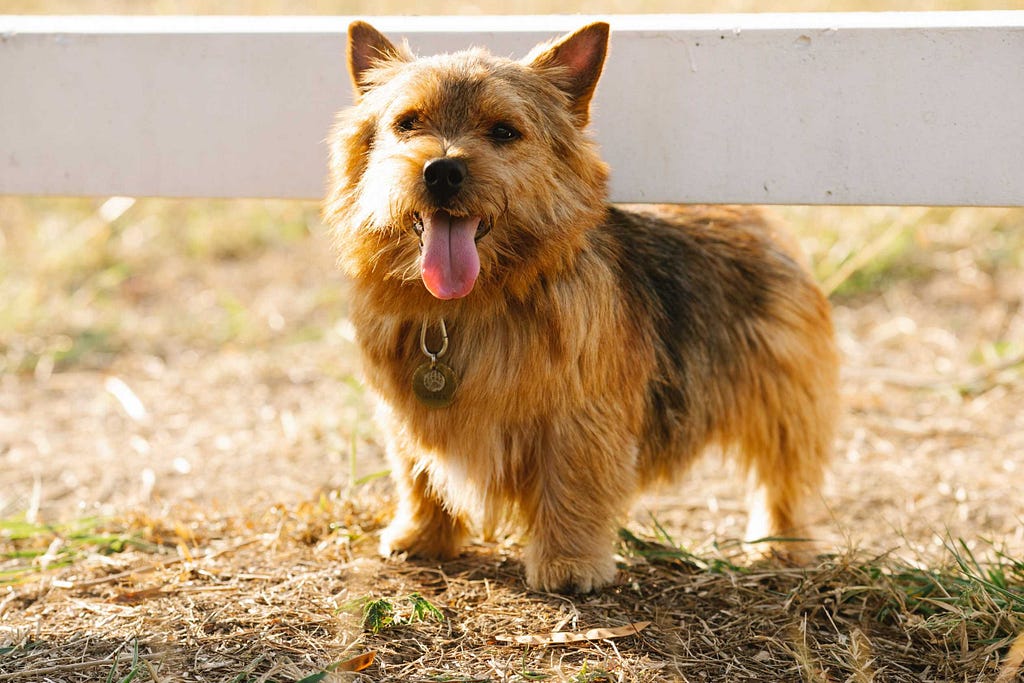 Norwich Terrier: Breed History and Origin