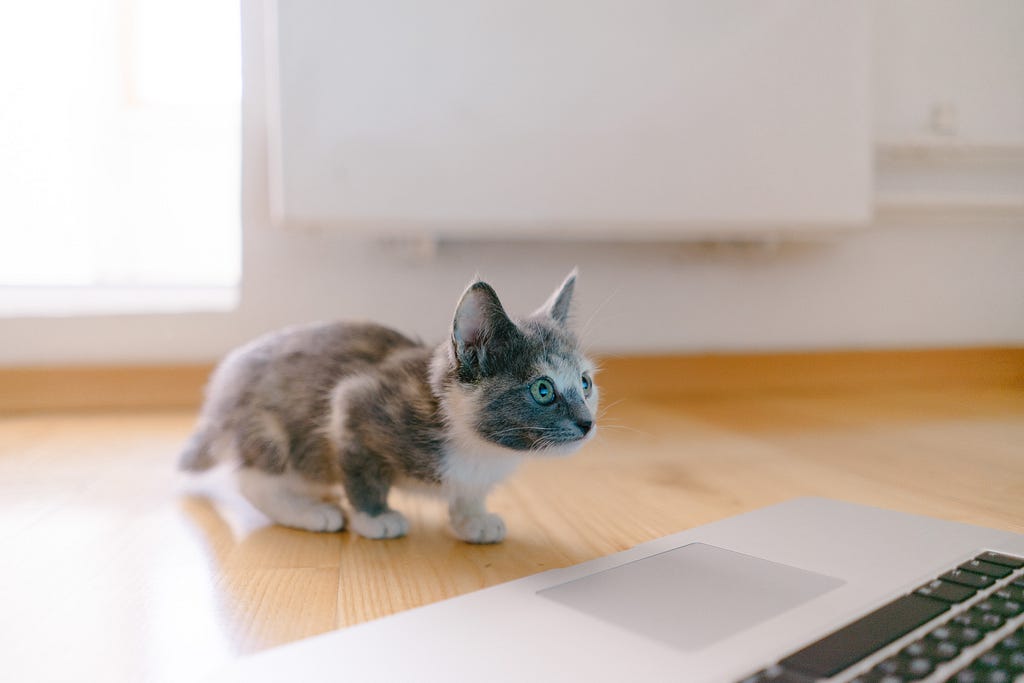 A very small siamese kitten staring at a laptop