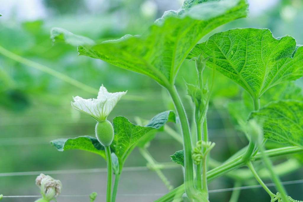 photo of young okra plants with small blossoms just beginning.