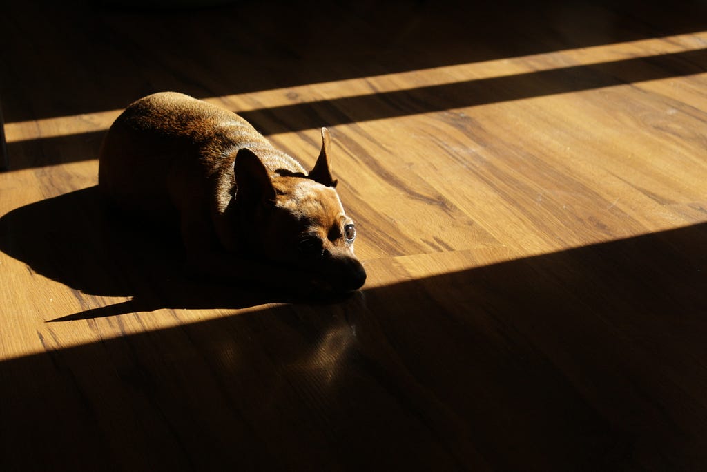 A short-haired dog lying on a wooden floor in the sunlight