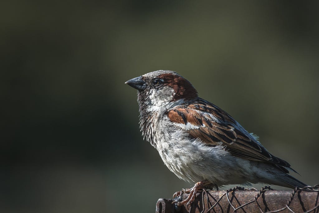 Closeup of an adult male House Sparrow