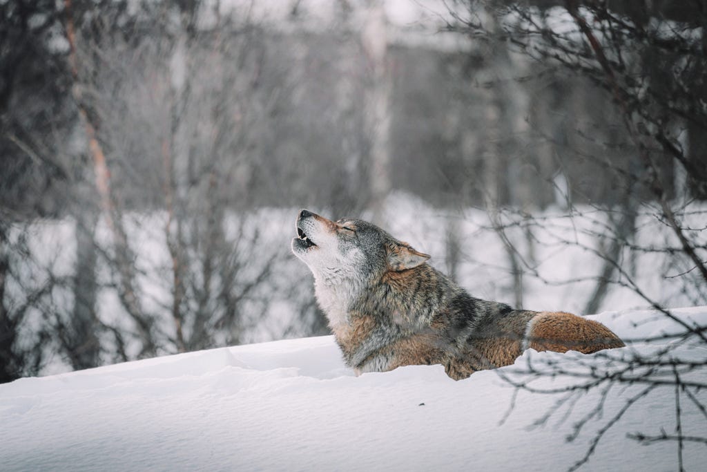 Wolf howling in the snow