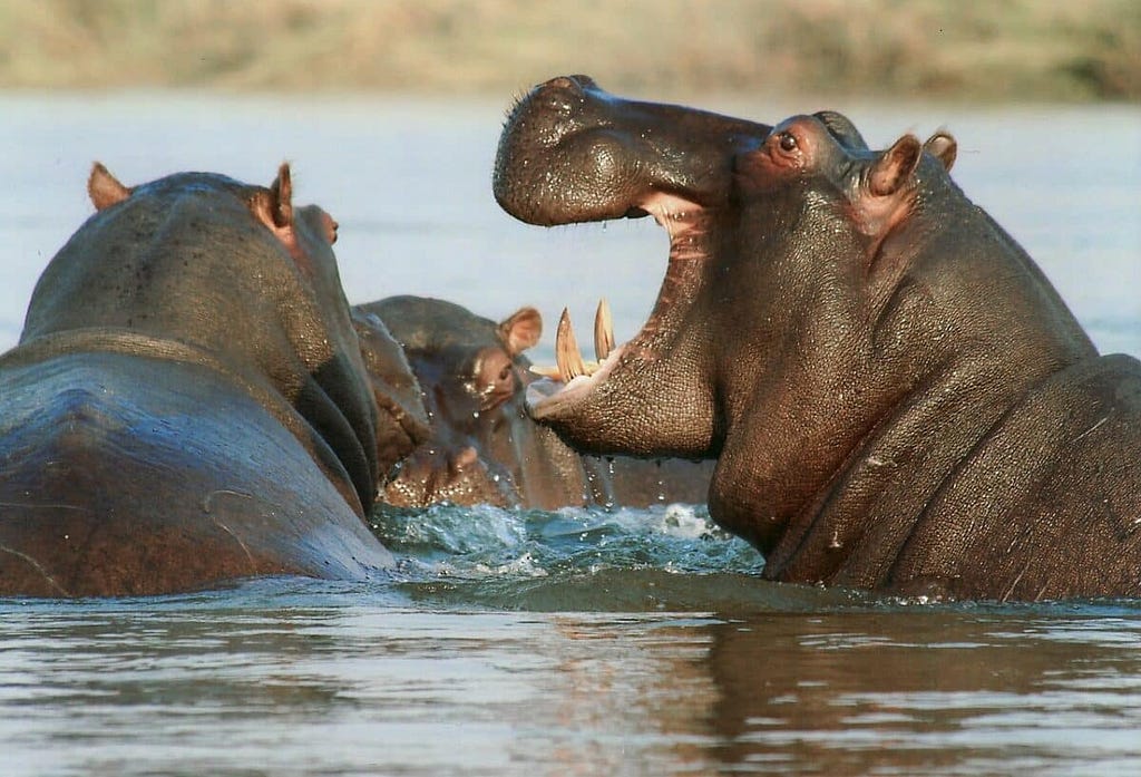 Hippos