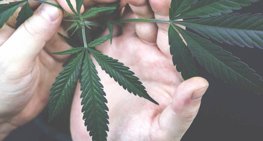 Man touching cannabis CBD plant