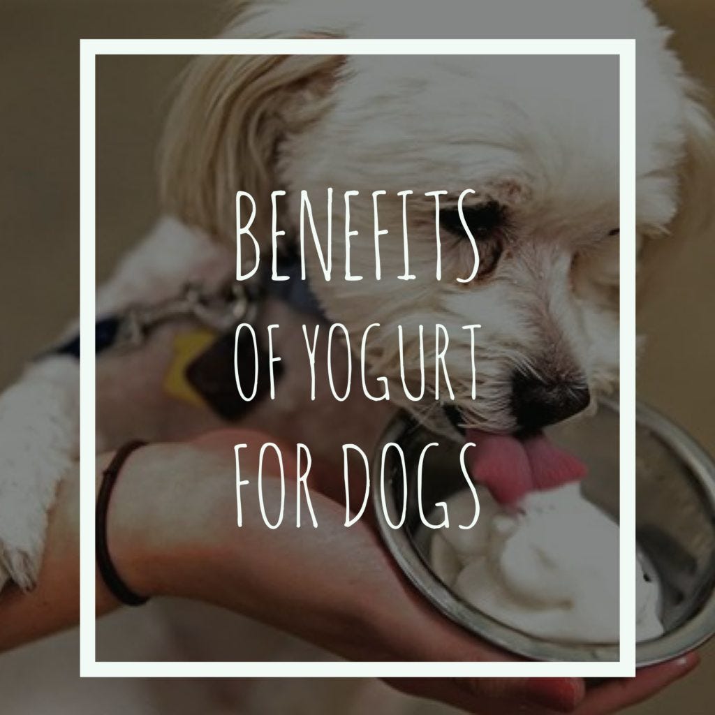 Dog Behaviors - Benefits of Yogurt for Dogs