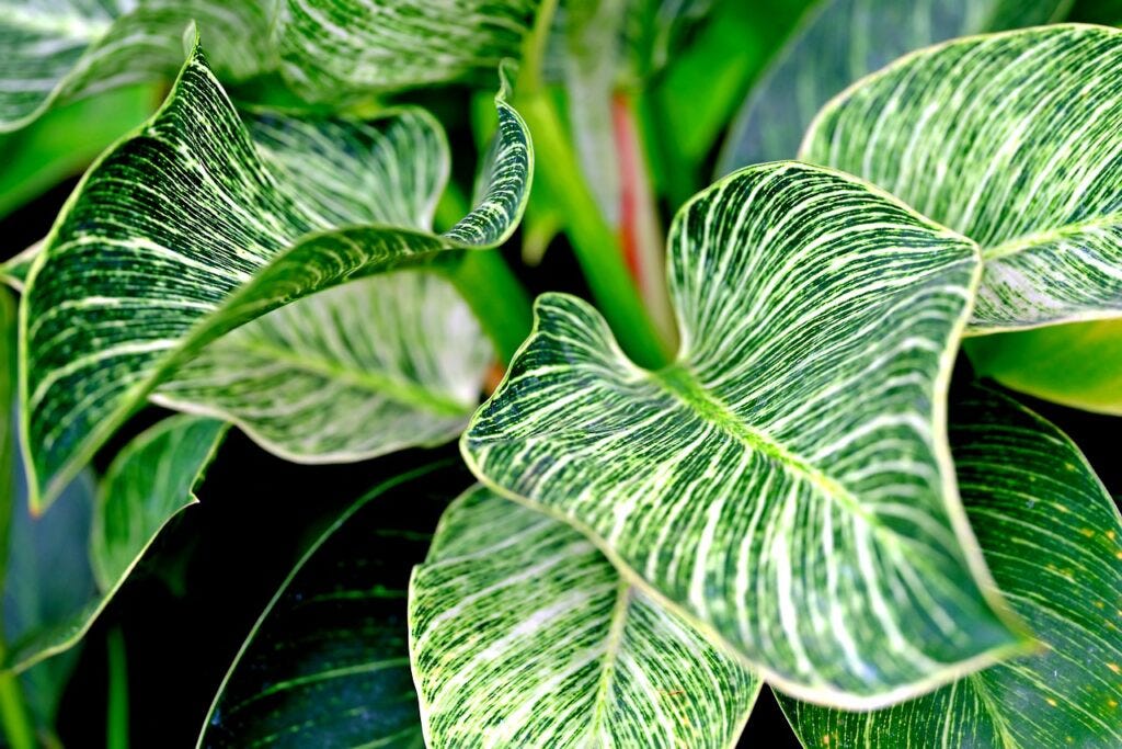 leaves, plant, nature, Gabby Philodendron, gabby plant