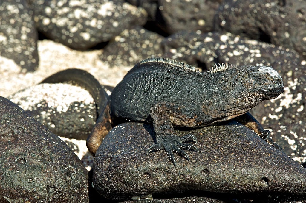 Photos Of The Galápagos Image: An iguana sunbathes on a rock.