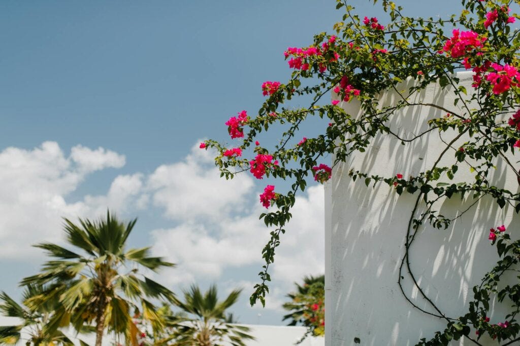 Pink climbing rose plant on white fence