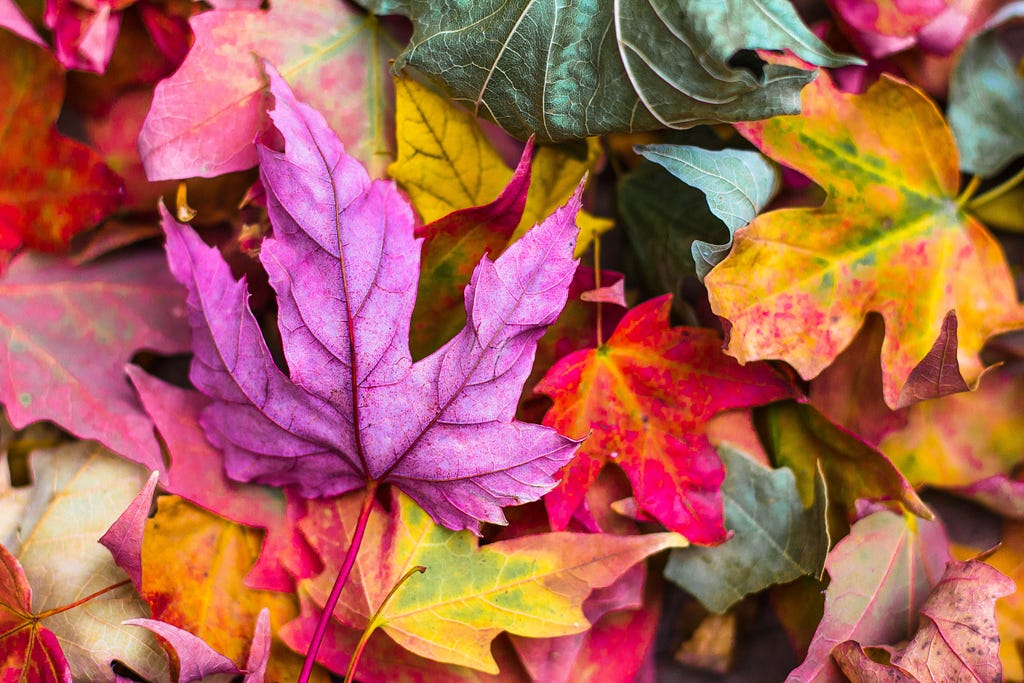 Autumn leaves in a pile, colored in rich reds, yellows, oranges, and greens