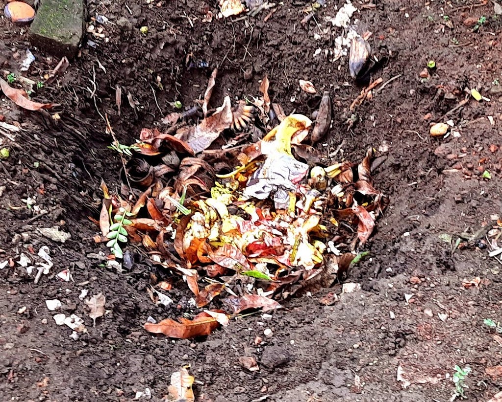 Wet compost pit in garden.