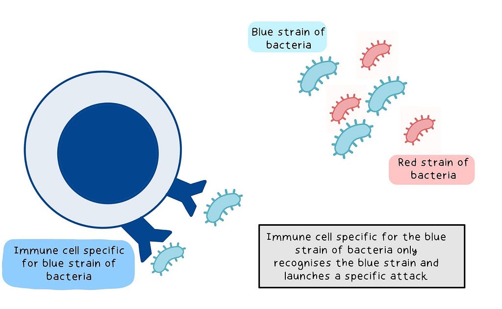 The third line of defense: T-cell specific for a bacteria strain attacks