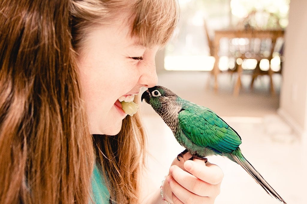4 Kinds of Parrot Food You Need to Know