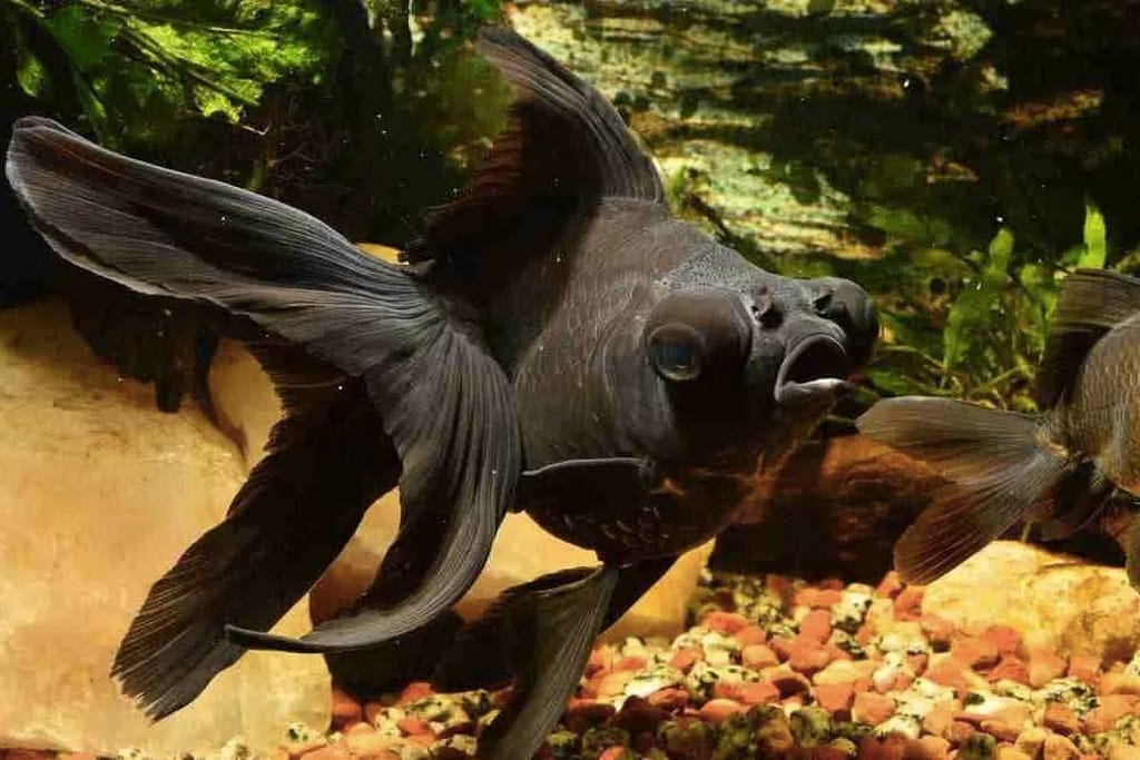 Black Moor Goldfish