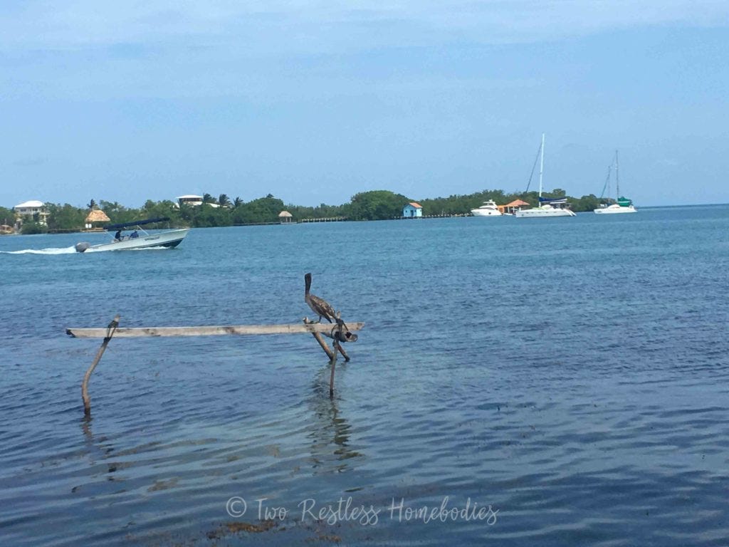 Pelican in the bay near Placencia, Belize