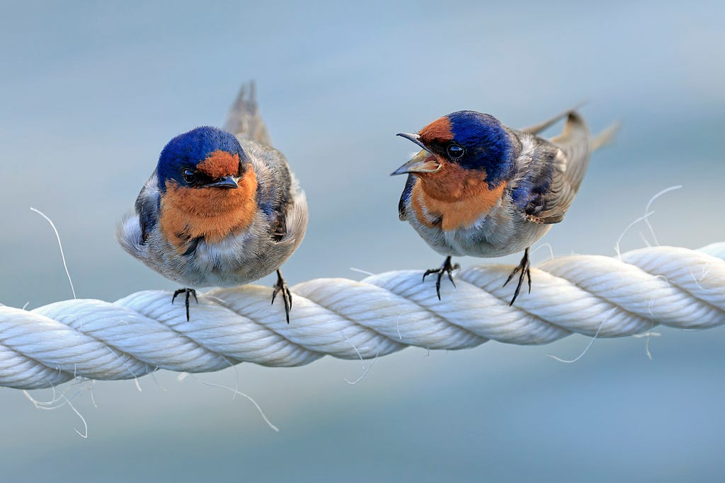 Two beautiful birds standing on a rope