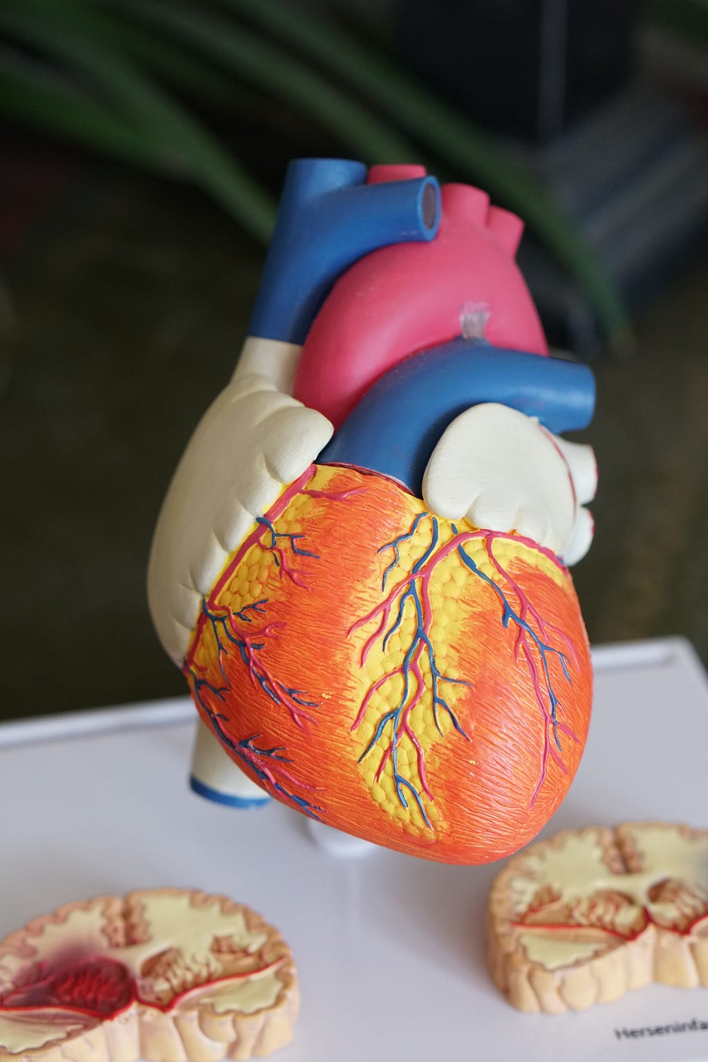 A photo of a model of the human heart.