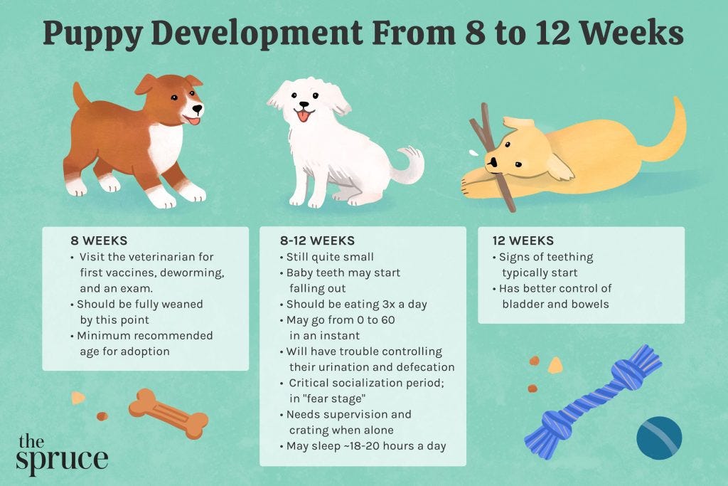 A Detailed Guide to Puppy Training Schedule by Age
