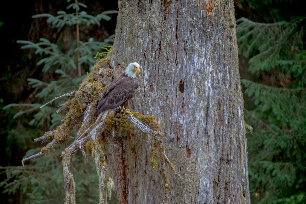 Erwin Weston/USFS 