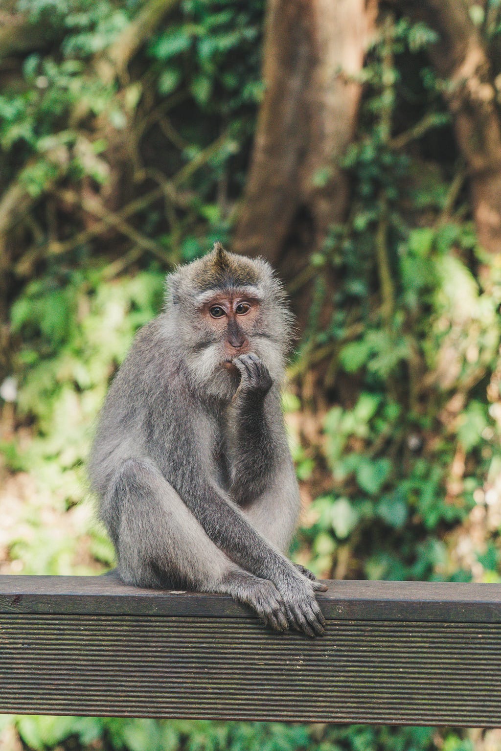 Image of a grey monkey in the forest. It is looking very thoughtful, while sitting on a fence. It has one paw up to its mouth.
