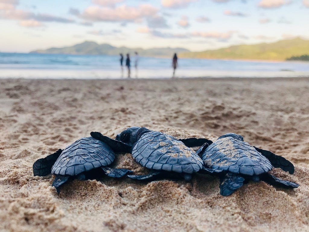 Three baby sea turtles side by side on the sand facing the ocean. People are playing in the sand far ahead.