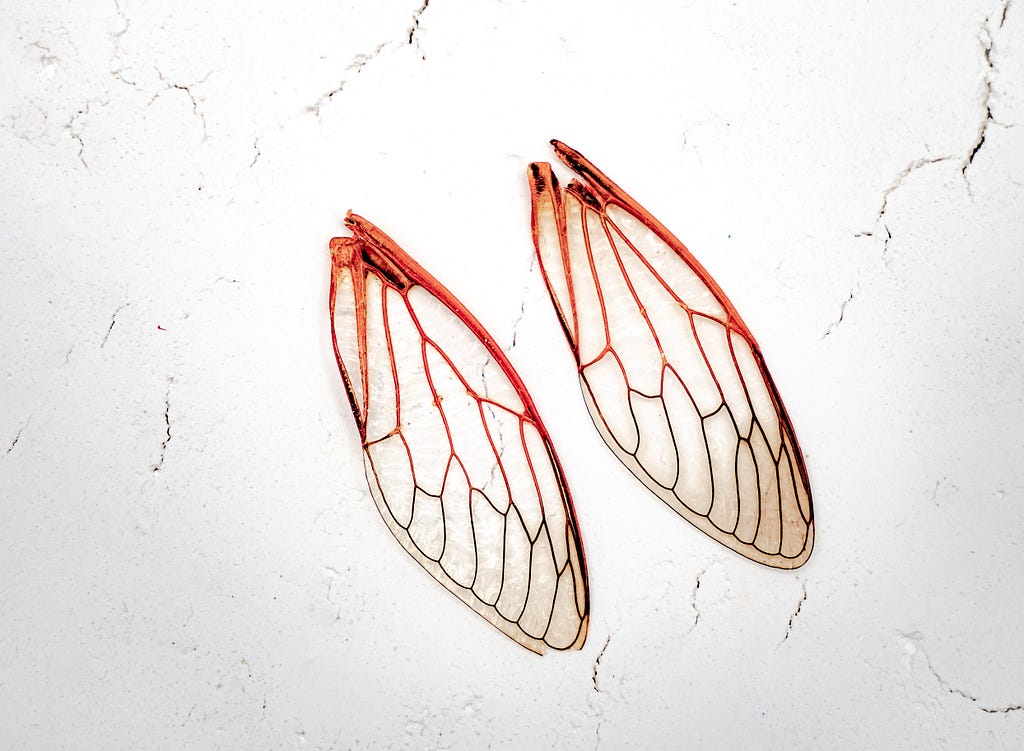 two clipped wings laying against a white background