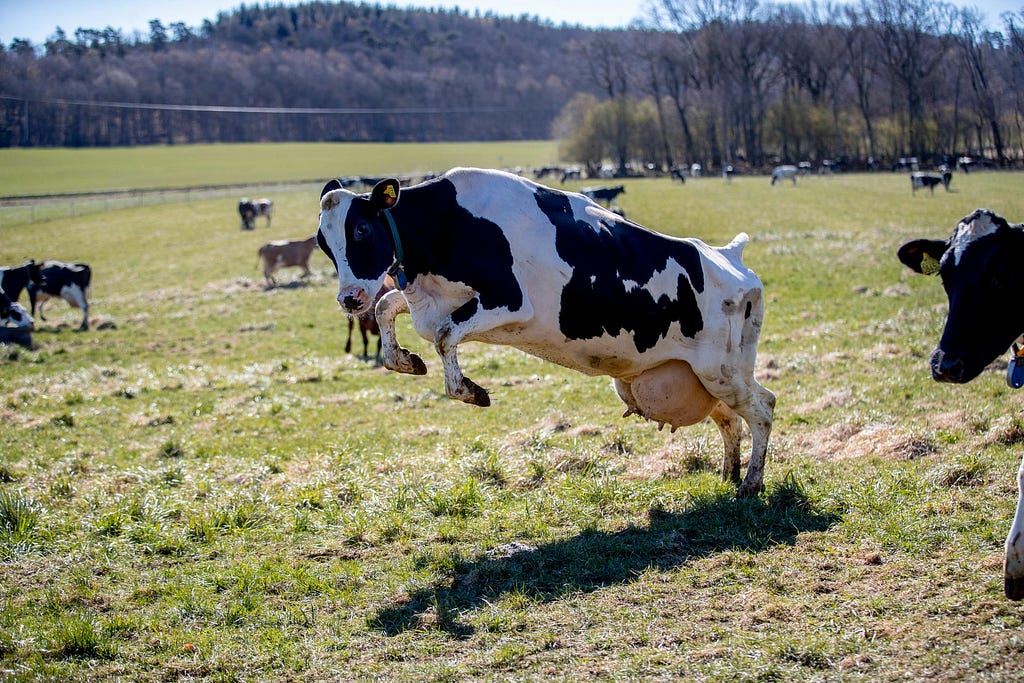 Cows grazing joyfully on beautiful pastures (it may appear ideal)