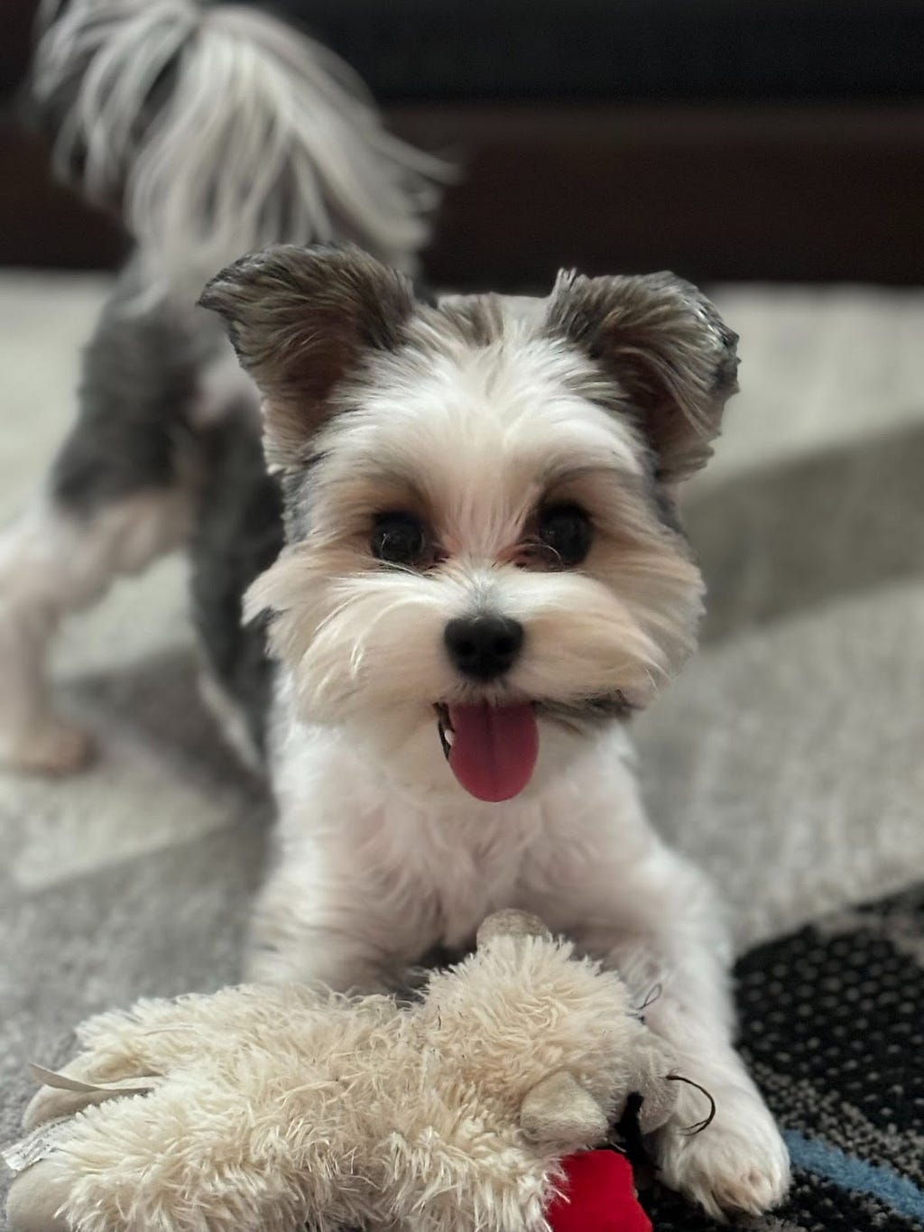 Puppy looking ready to play