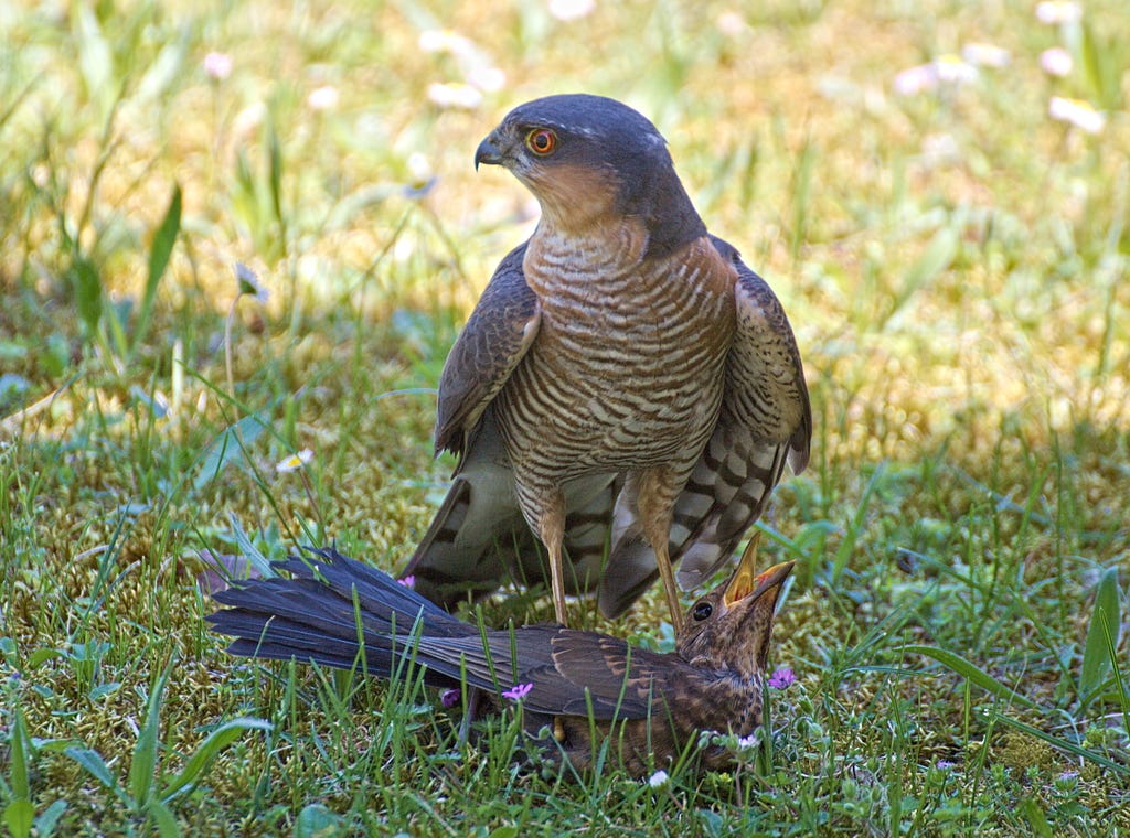 In a grassy field, in the shadow of trees, a hawk stands atop a cuckoo bird that has its head up and beak open, crying for mercy. Two purple wildflowers in the foreground frame the cuckoo.