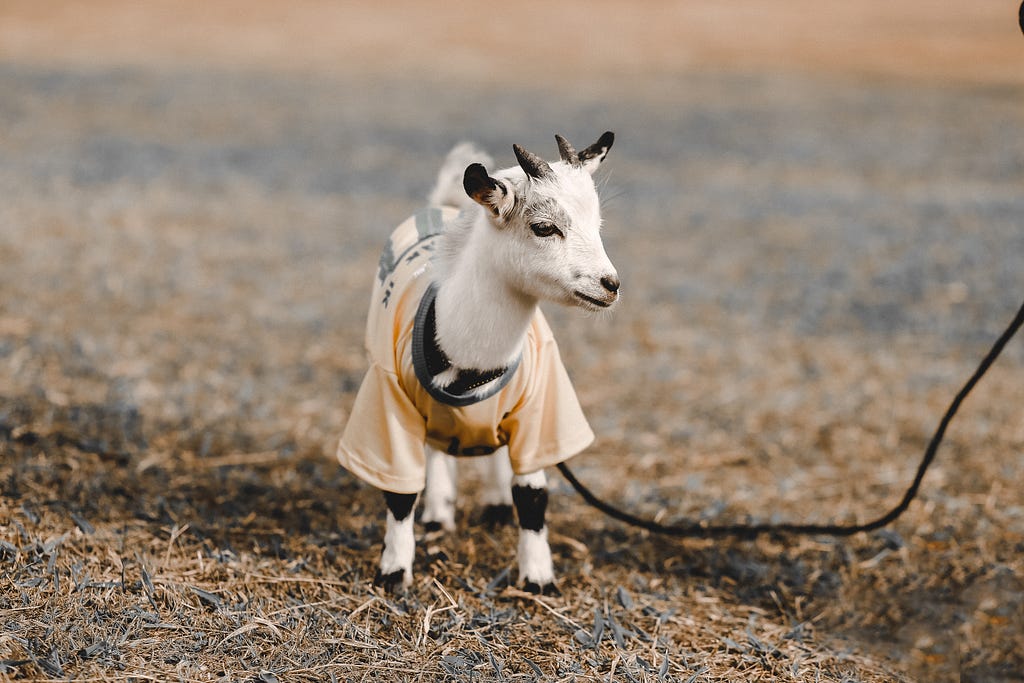 A baby goat, also known as a “kid”