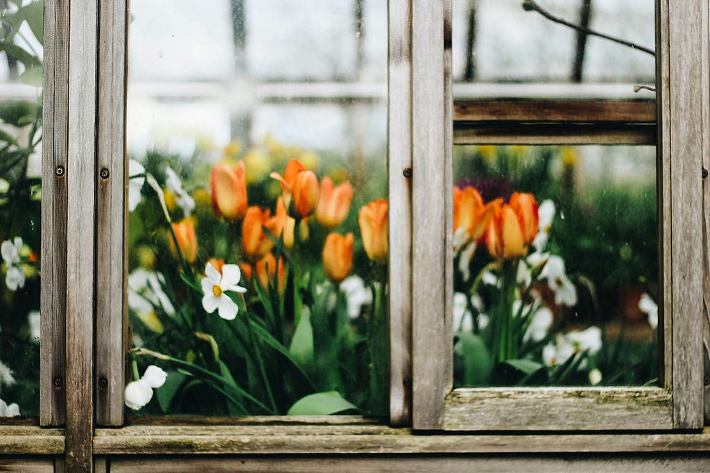 A glass house with tulips and daffodils growing, seen through the window panes