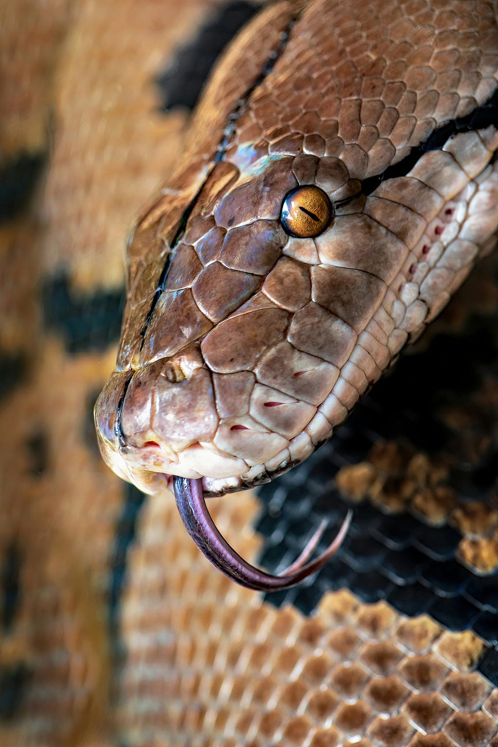 rock python darting its tongue