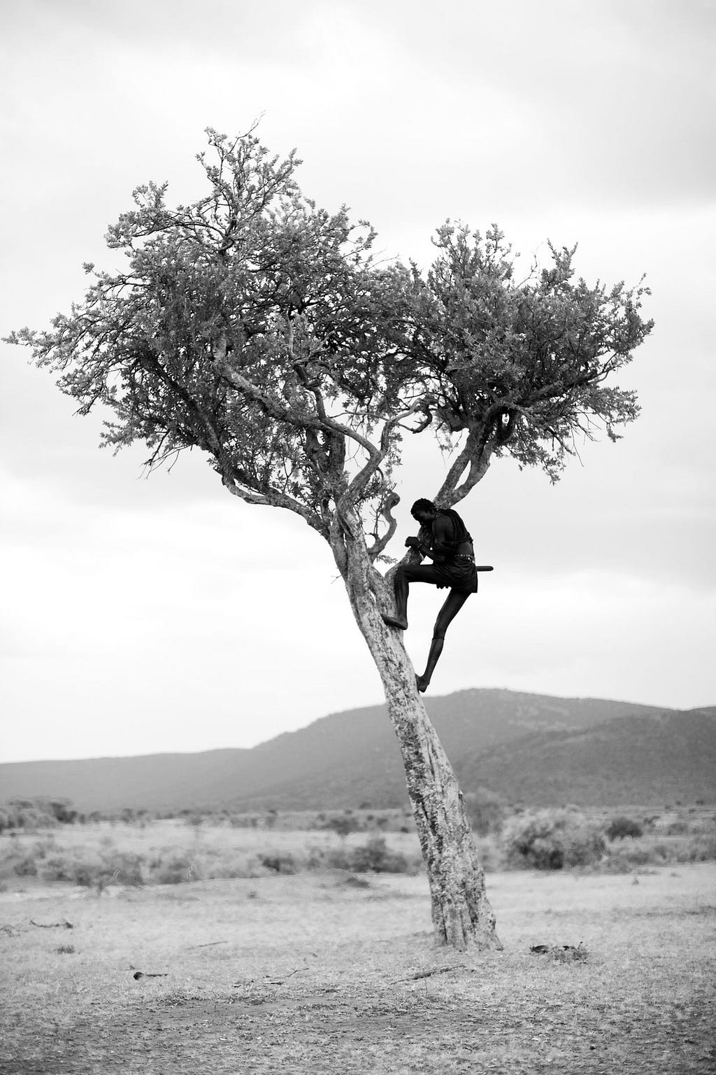 A warrior climbs an acacia tree after spear-throwing practice goes awry.