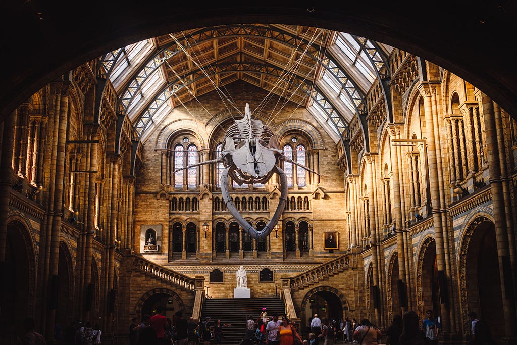 Main hall of the Natural History Museum in London featuring the large suspended whale skeleton.