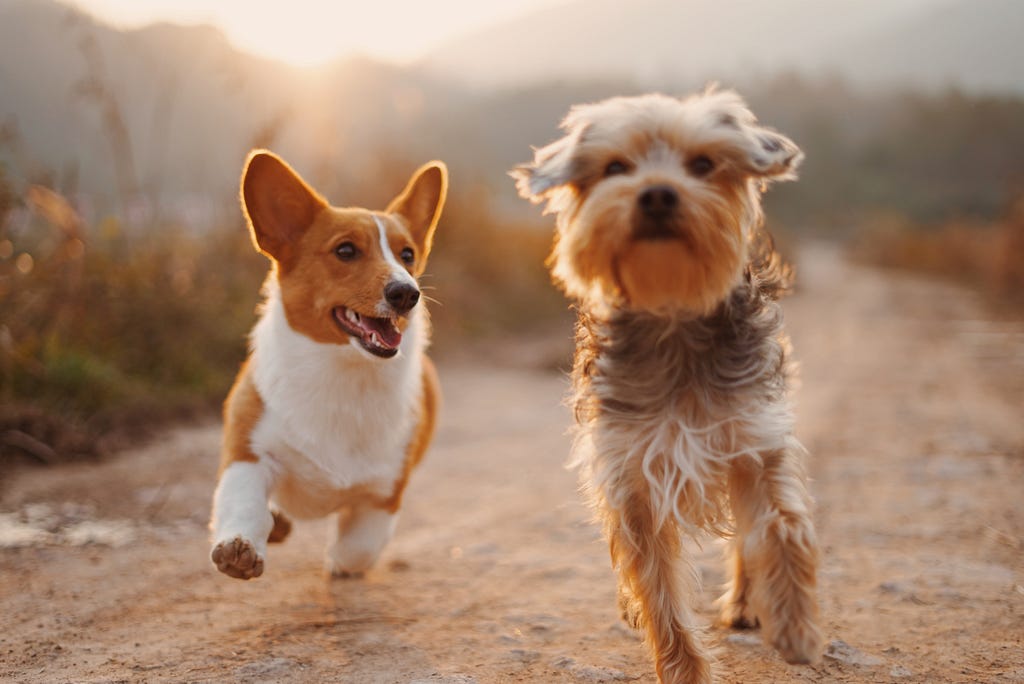 2 brownish dogs walking