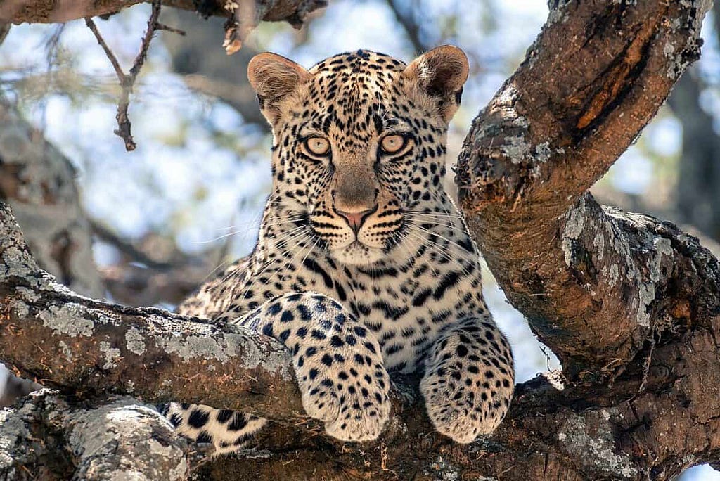 leopard in tree