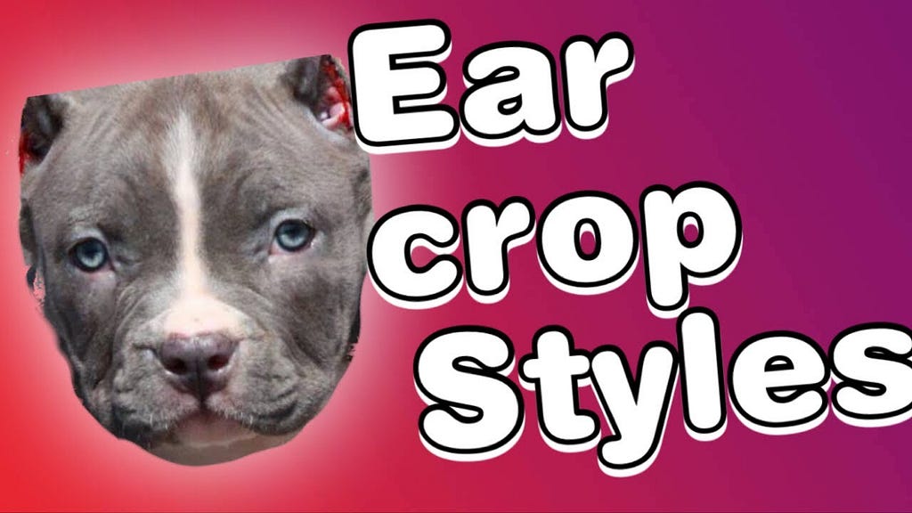 How Much to Crop Pitbull Ears: Price Breakdown & Tips