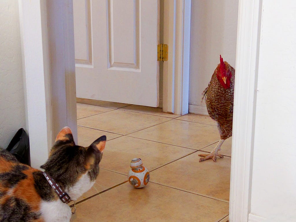 A cat and a chicken in a home, staring at a toy shaped like the tiny robot BB-8 from Star Wars.
