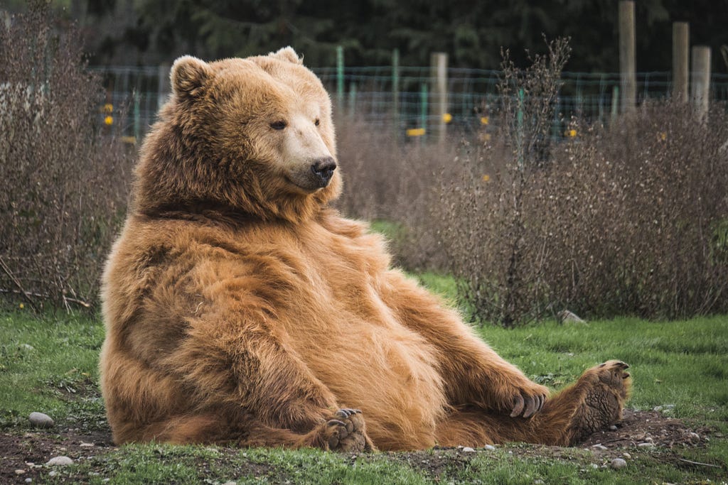 Super chubby light brown colored bear