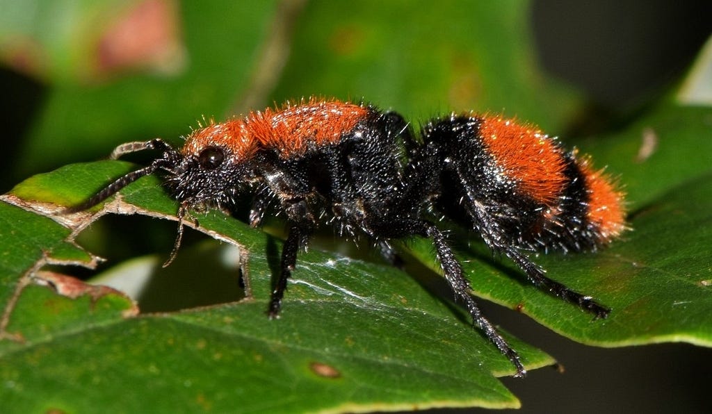El nombre que impone respeto: ¿Por qué la hormiga matavacas lleva ese nombre?