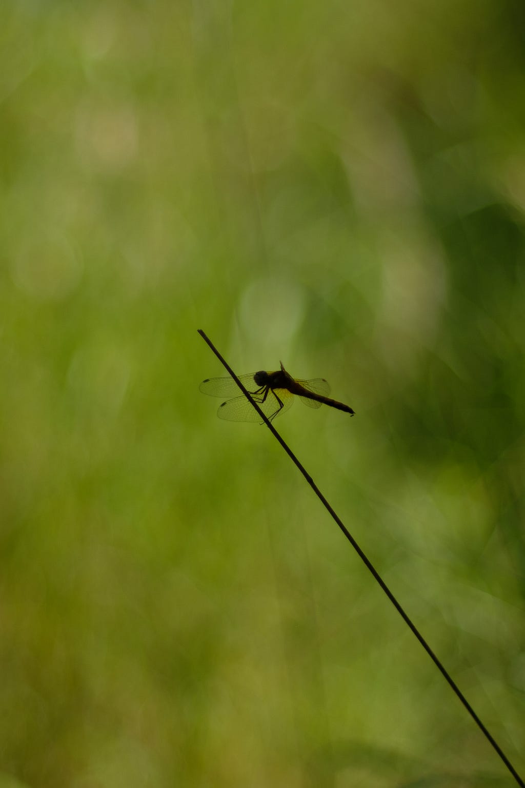 mosquito sitting on stem