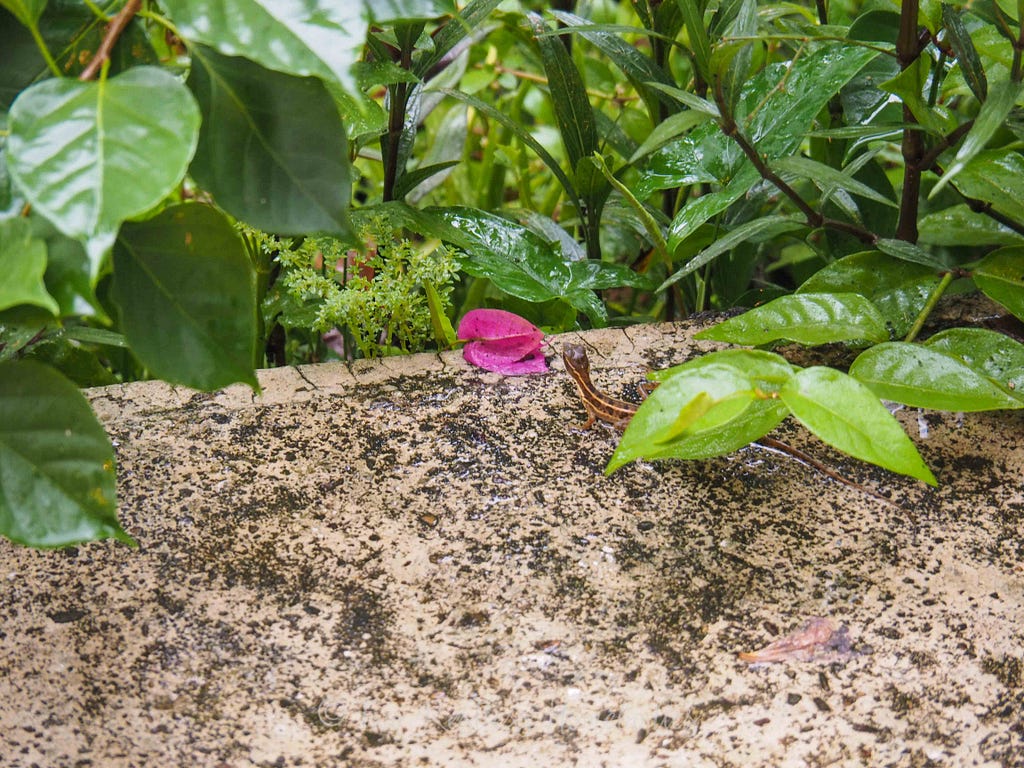 Cute little amphibious lizard at Caves Branch in Belize