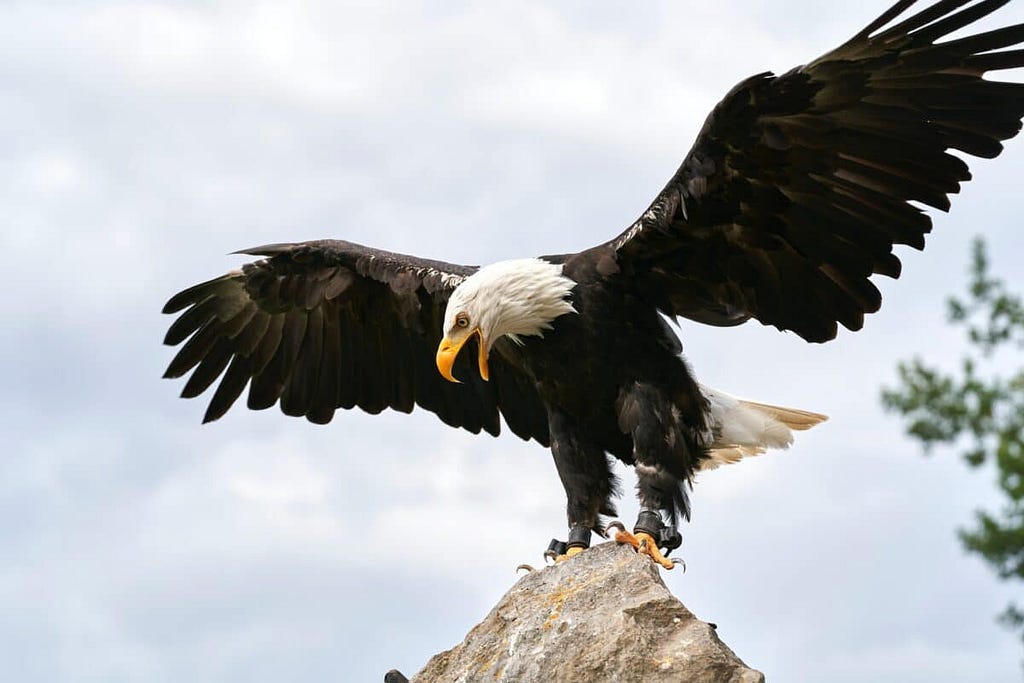 Eagle