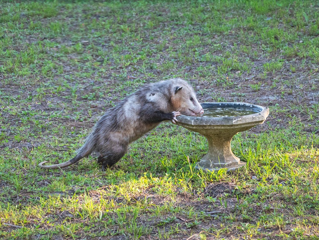 Possum drinking from a bird bath