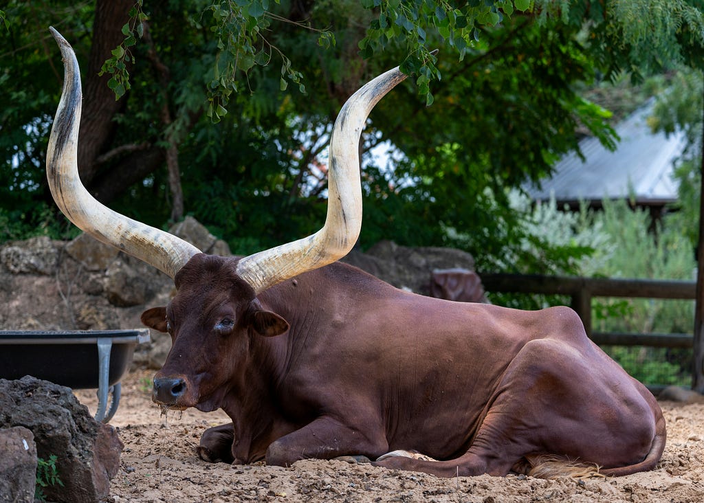 BTC Buy Signal Triggered