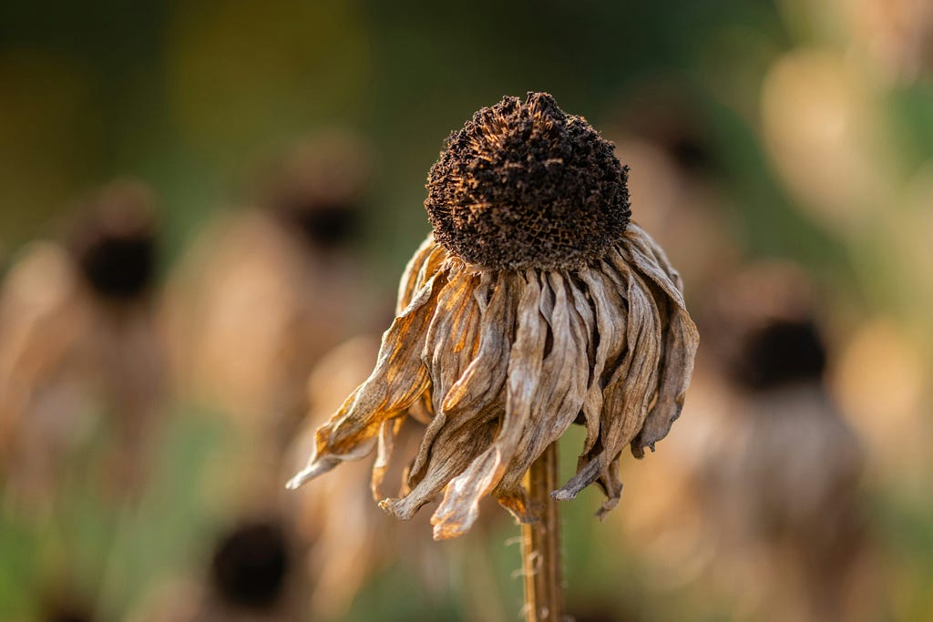 a dried flower probably due to the extreme heat outside