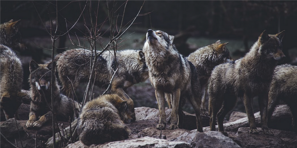 A group of wolves and one of them is howling.