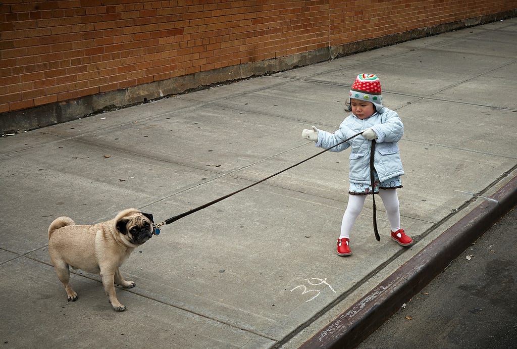 A child tugging a leash of a stubborn pug