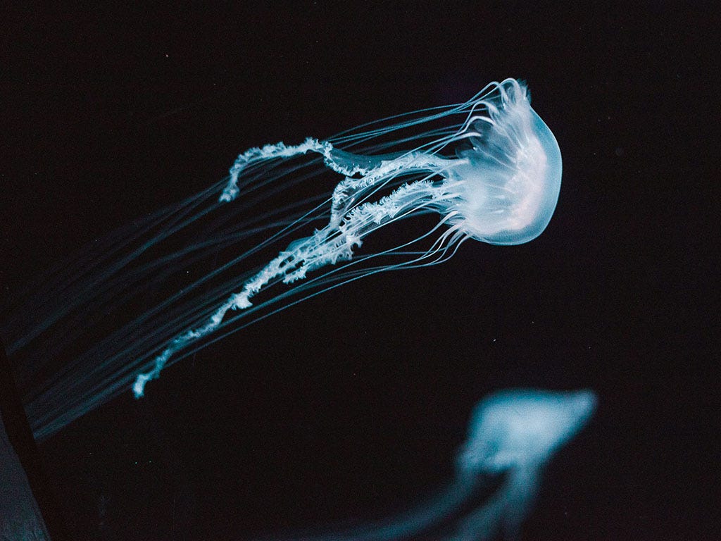 Box jellyfish