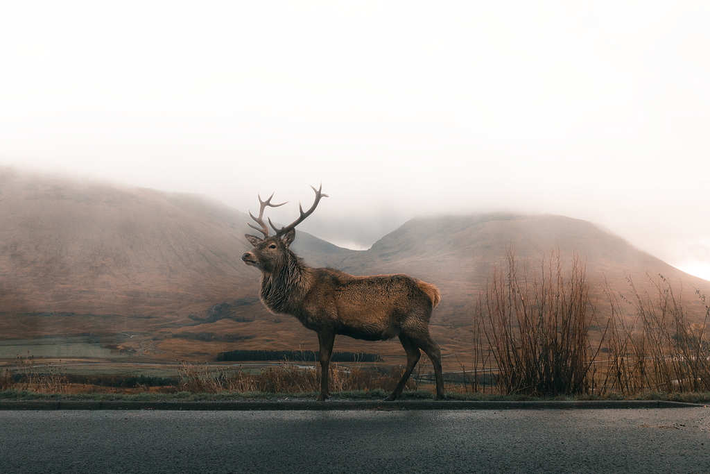 ByteDance DeerFlow: Multi AI Agent framework for Deep Research