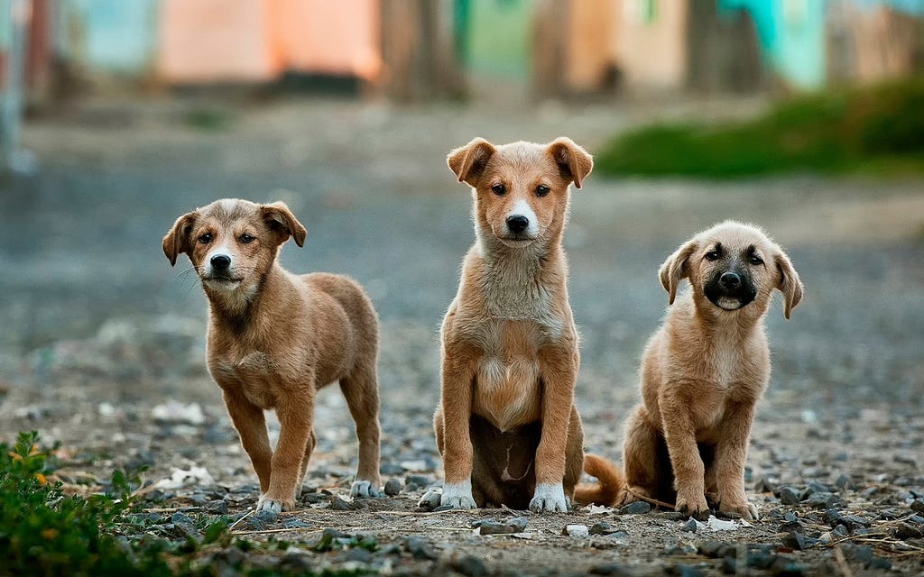 Three brown dogs
